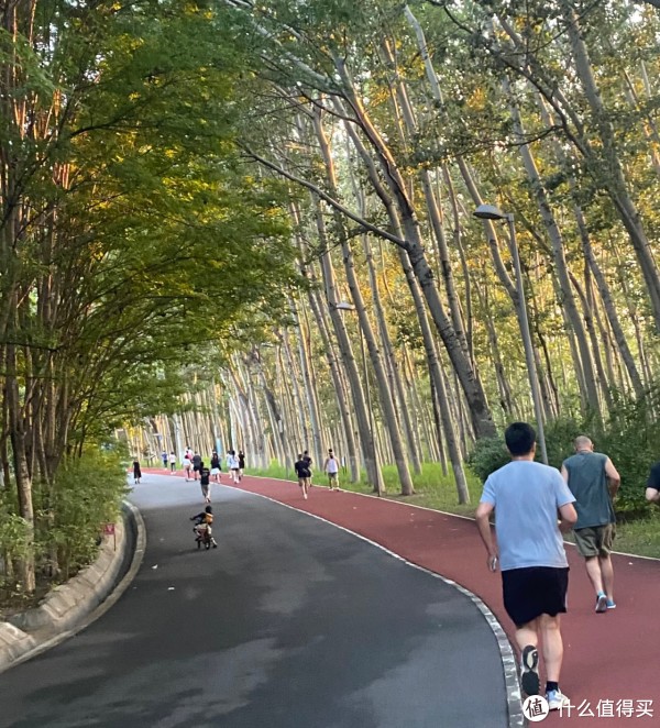 拙的跋涉蜕, 后风景, 间薄雾