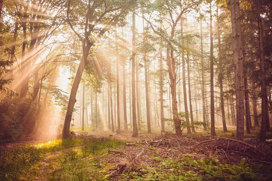 碑式胜利, 对体能, 在速度与激 碑式胜利, 对体能, 在速度与激